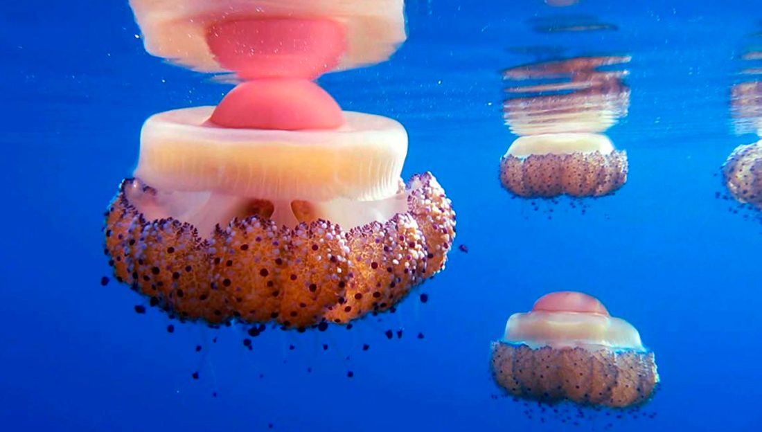 Fotos del hábitat de las medusas