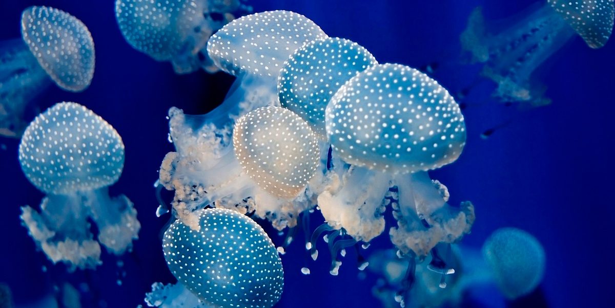 Guía de las medusas Guía de las medusas