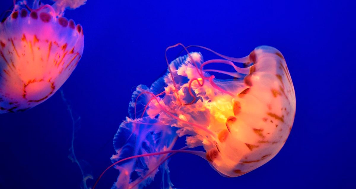 Movimiento de las medusas