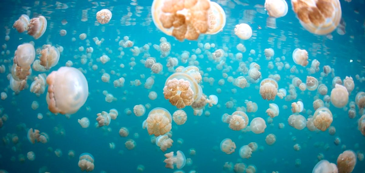 Poblaciones de medusas